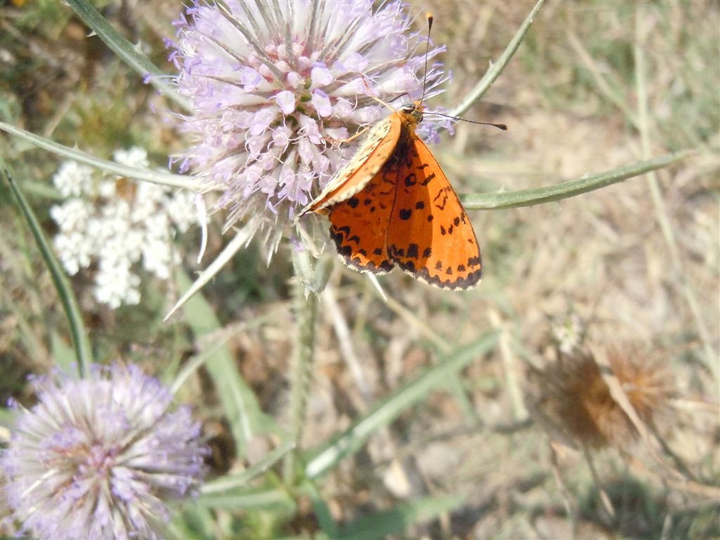 Melitaea didyma? - Si